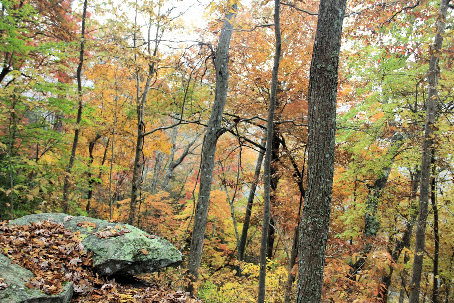 Grand View Rim Trail 